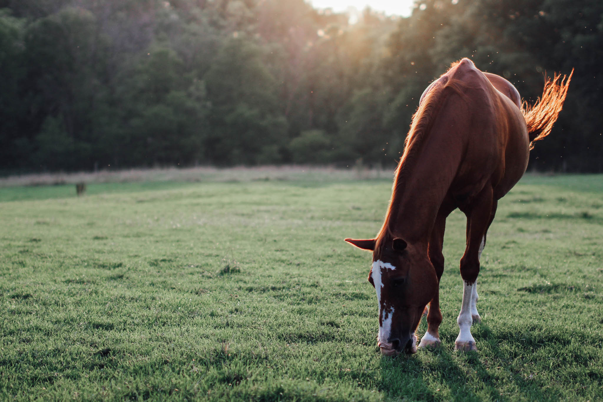 Peter-Bendevis-Photography-Joe-Chantelle-Backyard-Farm-Wedding-Kitchener32